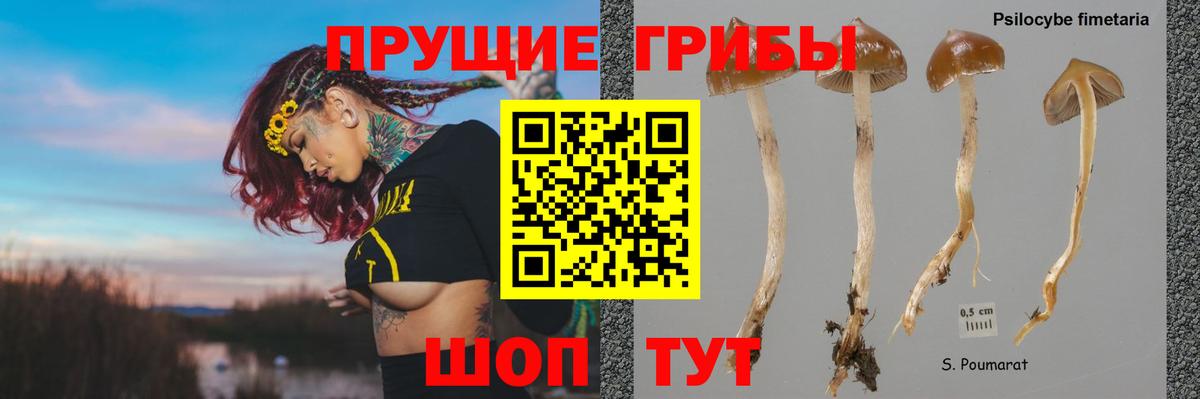 Галлюциногенные грибы Psilocybine cubensis Вышний Волочёк